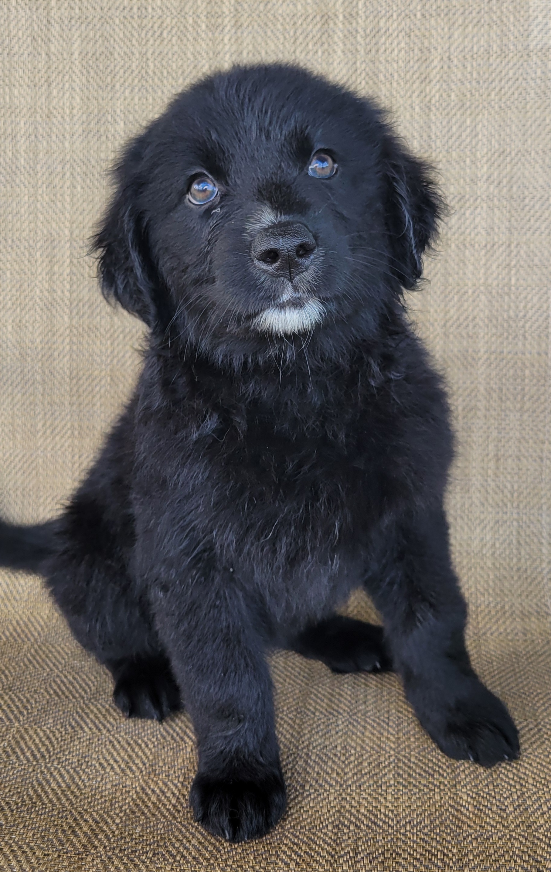 Trixie, Australian Retriever / Golden Aussie puppy at Pilot Hill Teddy Bear Puppies