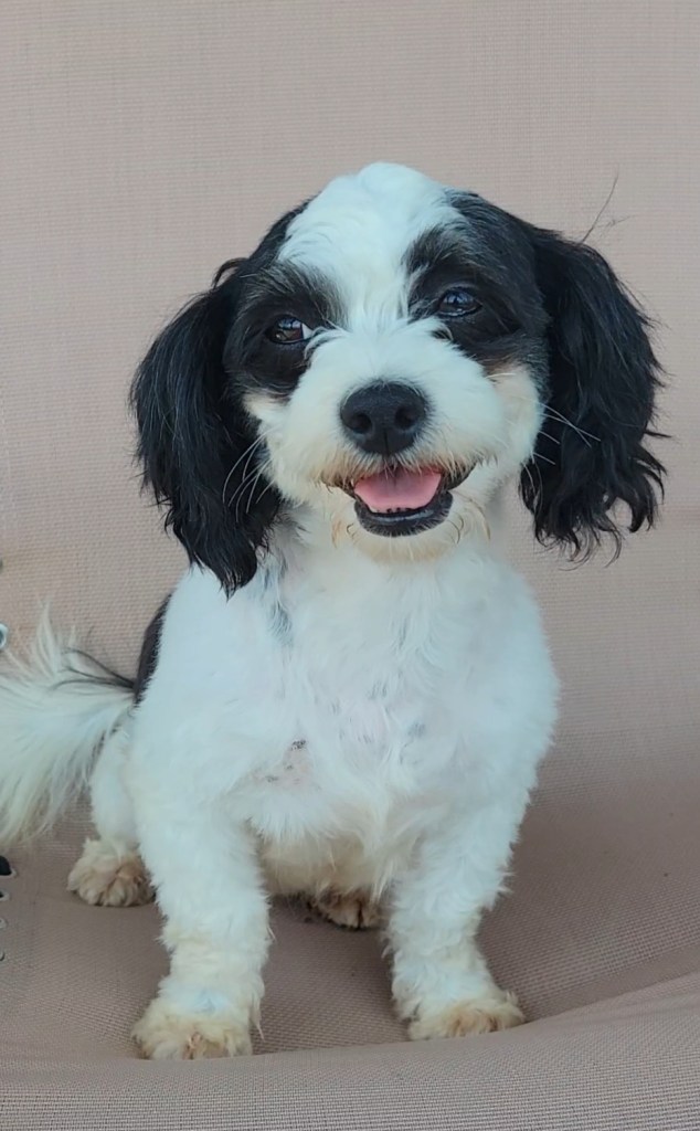A small, fluffy dog sitting on a light-colored surface, with black and white fur and a happy expression.