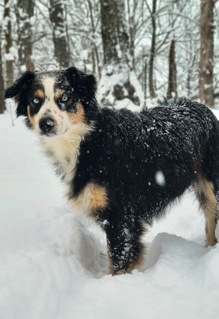 A dog with black, brown, and white fur standing in a snowy landscape, with snowflakes visible on its coat and trees in the background.