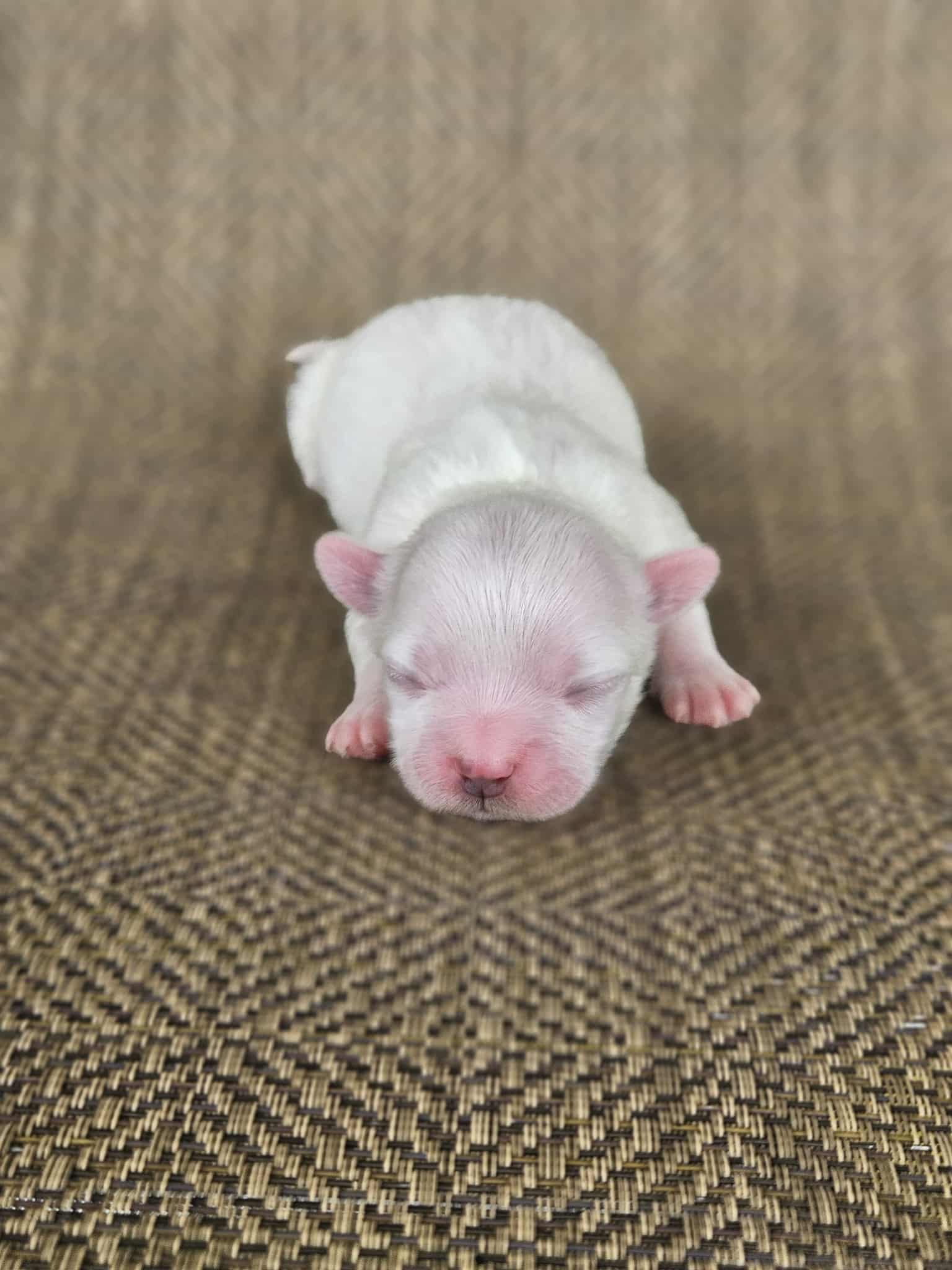 A tiny white puppy resting on a textured brown surface, eyes closed and snout pointed forward.