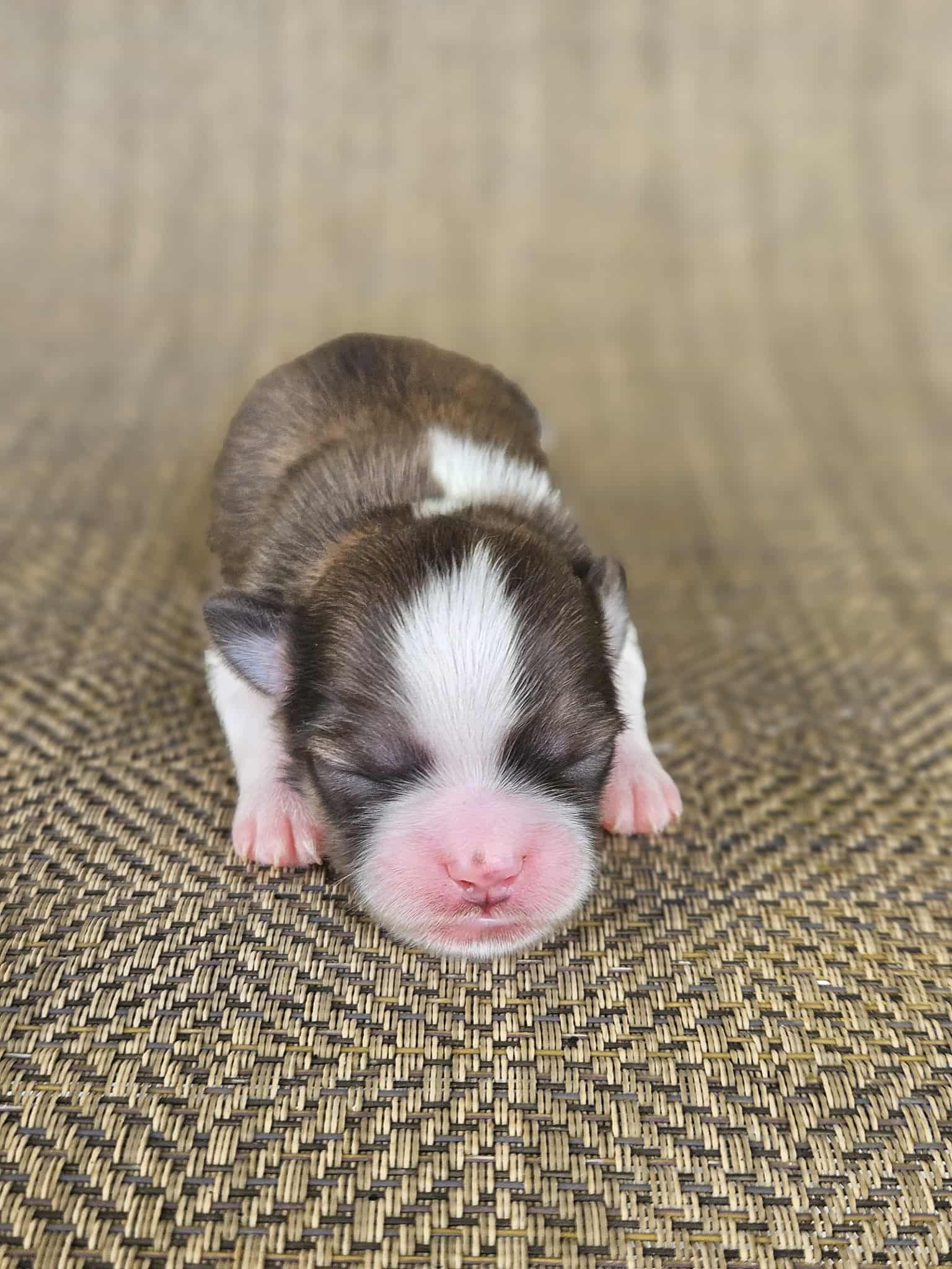 A small, sleeping puppy with a brown and white coat lying on a textured surface.