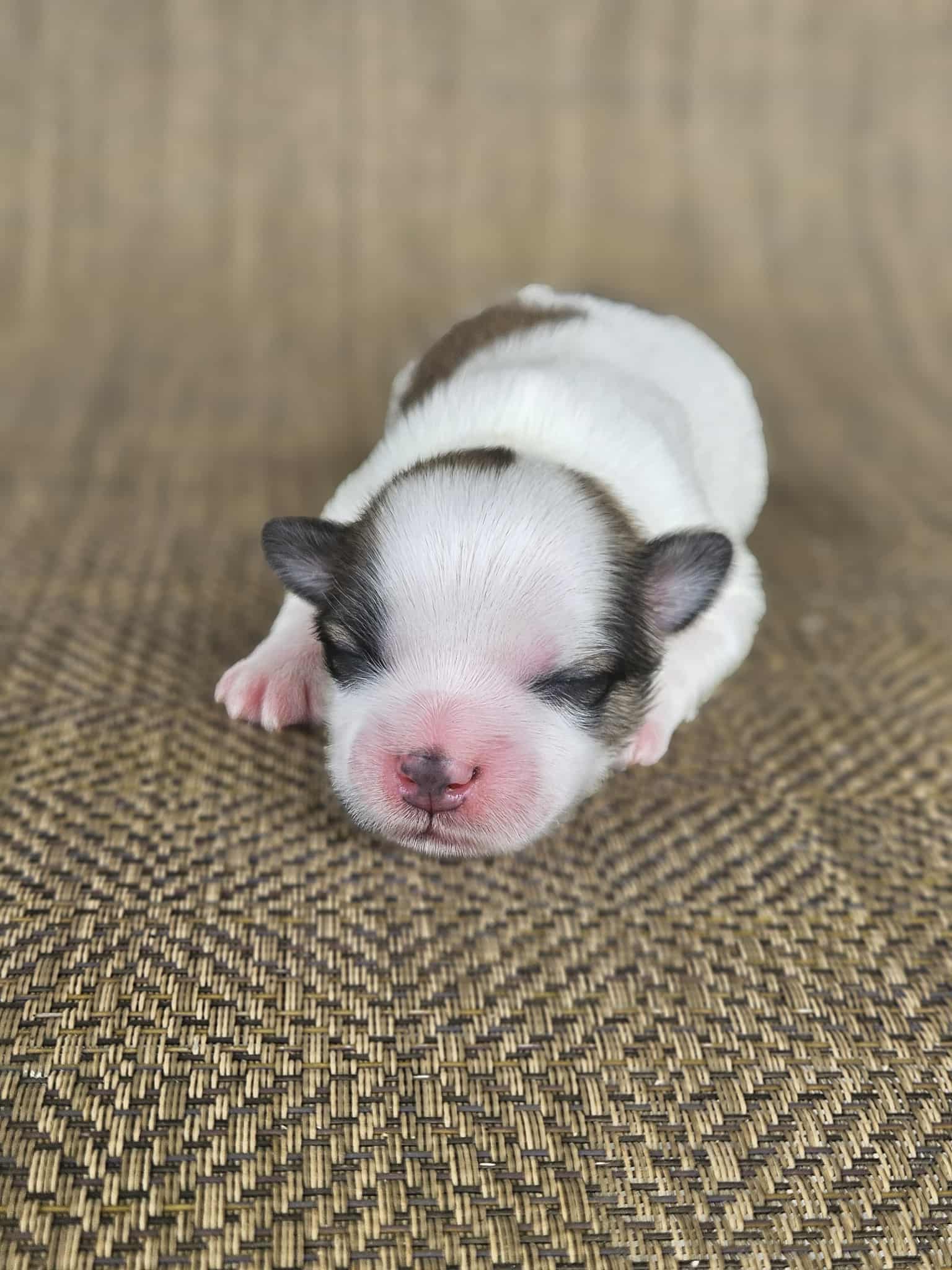 A sleeping newborn puppy with white fur and brown patches, resting on a textured surface.