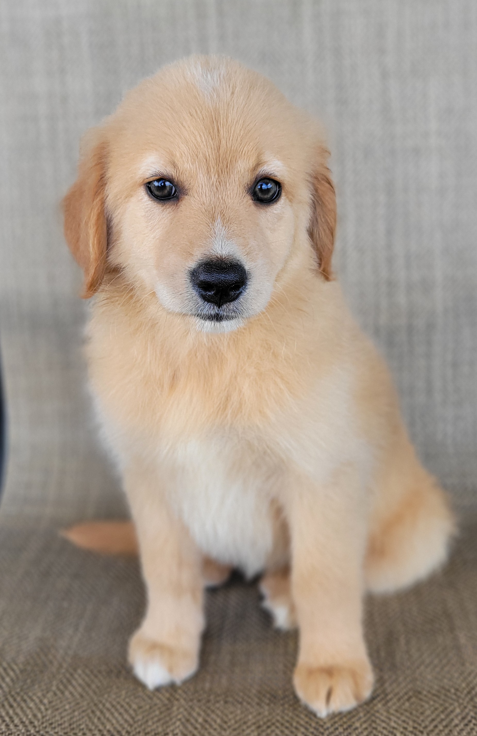 Dollie, Australian Retriever / Golden Aussie puppy at Pilot Hill Teddy Bear Puppies
