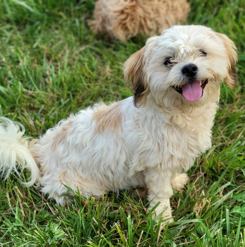 A small, fluffy dog with a white and light brown coat, sitting in a grassy area, smiling with its tongue out.
