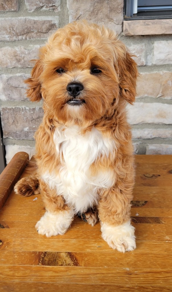 A fluffy, light brown dog with white fur on its chest and paws sits on a wooden surface in front of a stone wall.