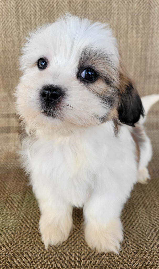 A close-up of a fluffy, cute puppy with soft white fur and brown markings, sitting on a textured surface.