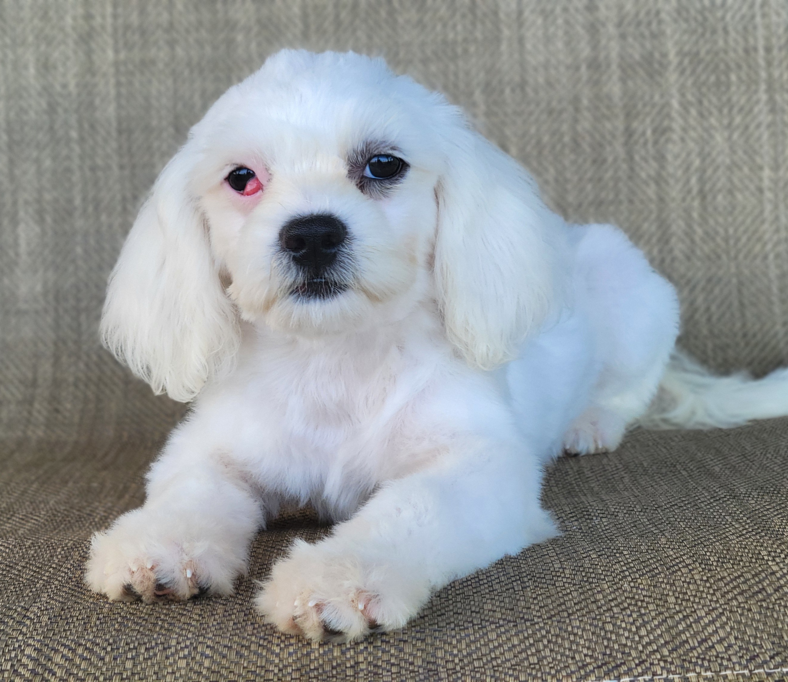 Pearl, female Shichon puppy, close-up portrait